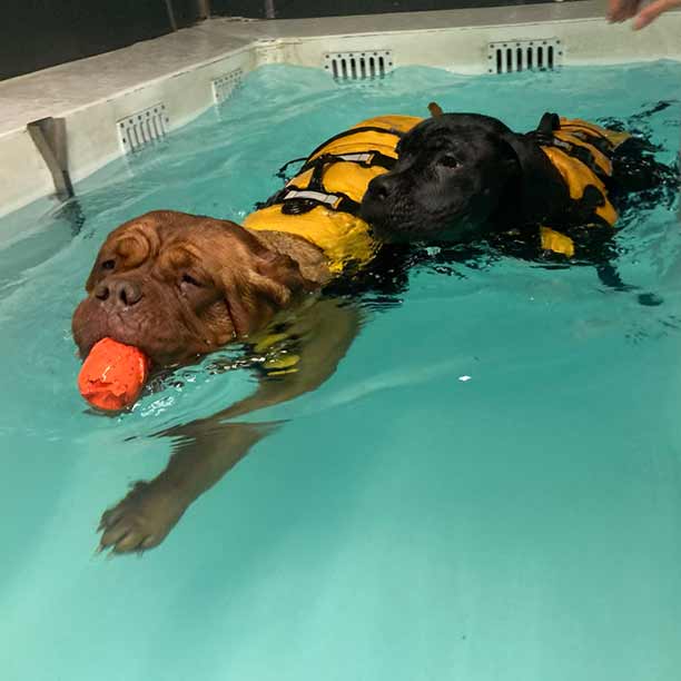 Tordenvejr glemsom min Hundesvømmehal på Sjælland - Ringsted Hundesvømning fun4dogs